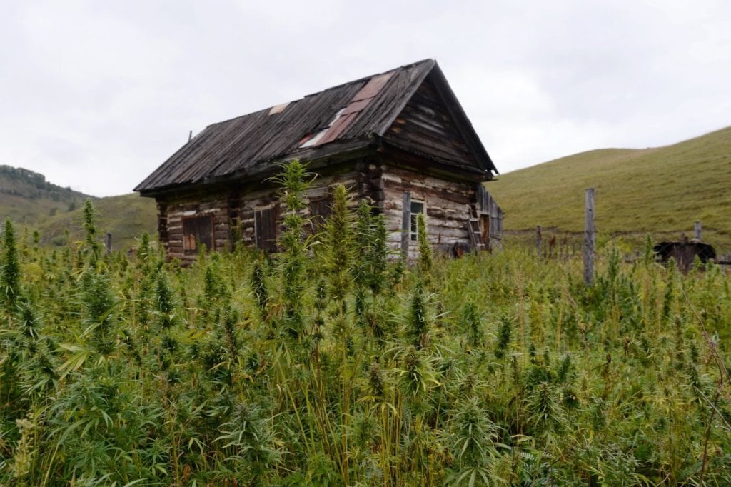 where does weed grow naturally