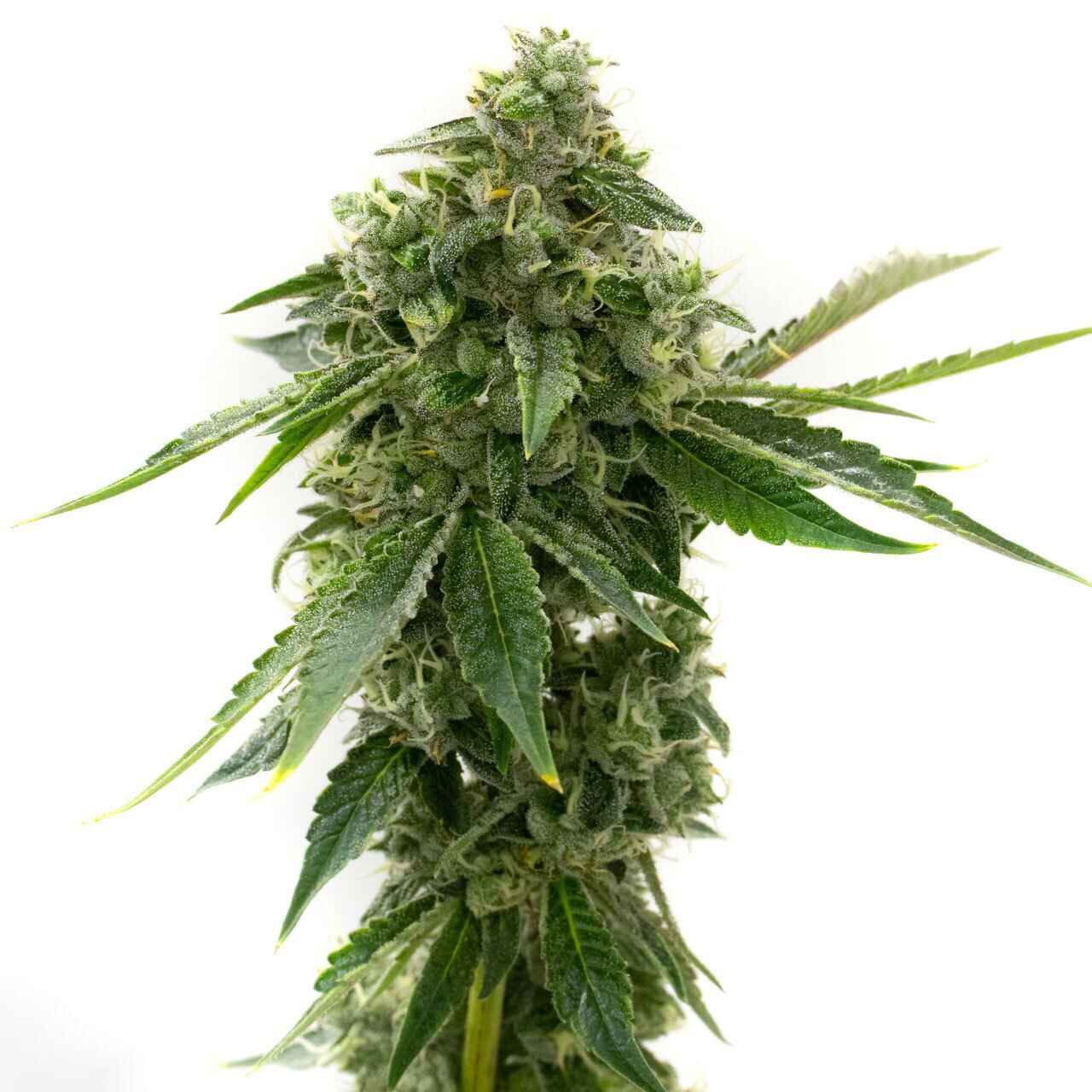 CBD OG Kush Feminized Seeds | Homegrown Cannabis Co.