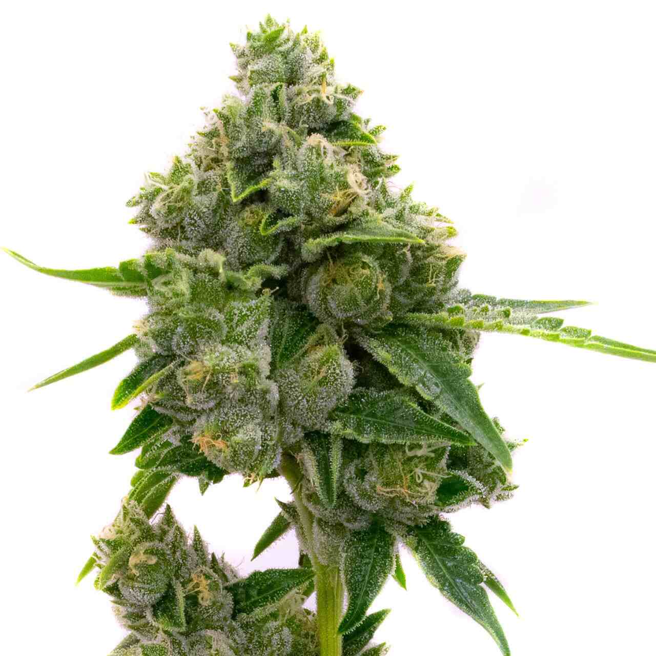 Jack Herer Seeds Feminized Online | Homegrown Cannabis Co.