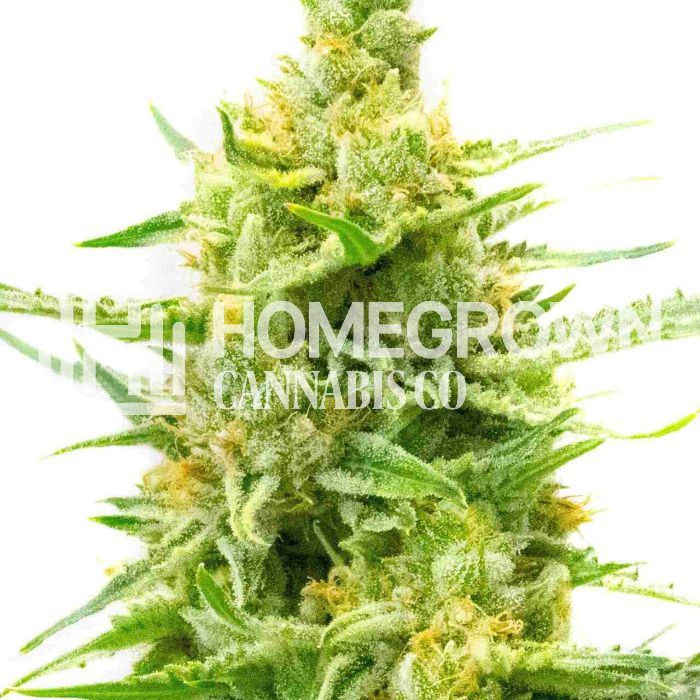 CBD Strawberry Kush Feminized Cannabis Seeds
