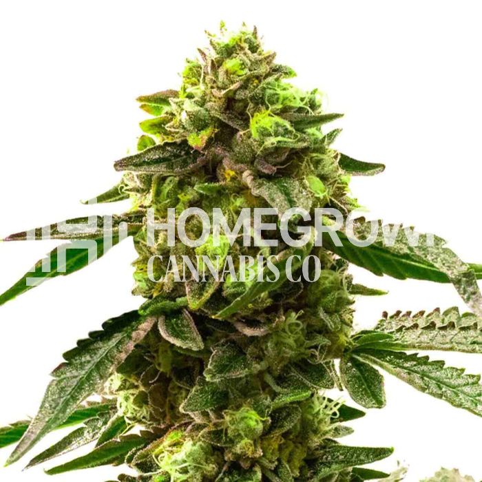 Harpoon Rock Feminized Cannabis Seeds