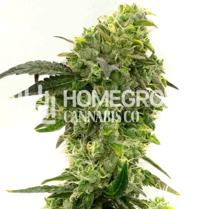 Haze XL Autoflower Cannabis Seeds