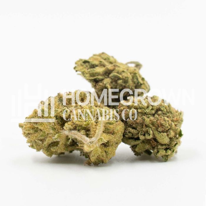 Maxigom Autoflower Cannabis Seeds