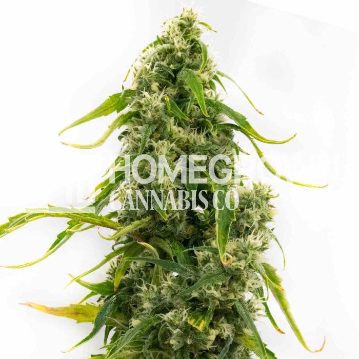 Tangie Feminized Cannabis Seeds