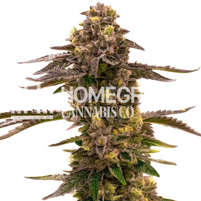 Blueberry Gusto Auto Cannabis Seeds