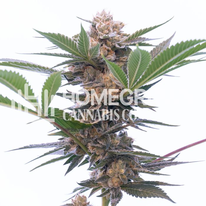 Grandaddy Purple Autoflower Cannabis Seeds