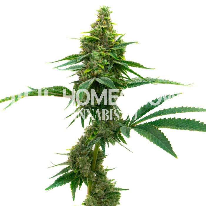 CBD Mamba Negra Autoflower Cannabis Seeds