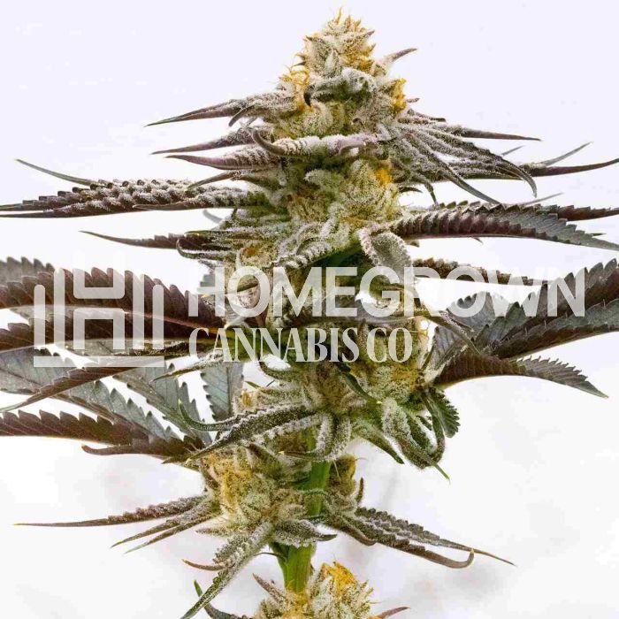 Purple Kush Feminized Cannabis Seeds