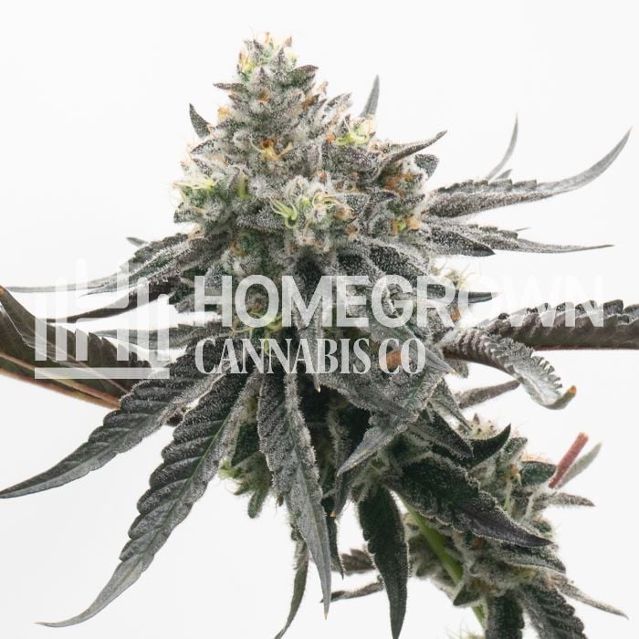 Khalifa Kush Autoflower Cannabis Seeds