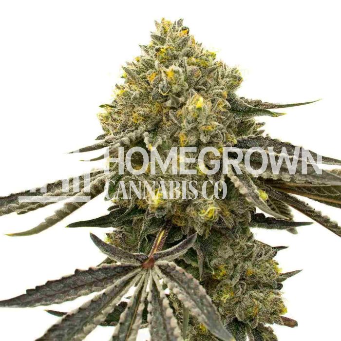 Critical Fast Bud Autoflower Cannabis Seeds