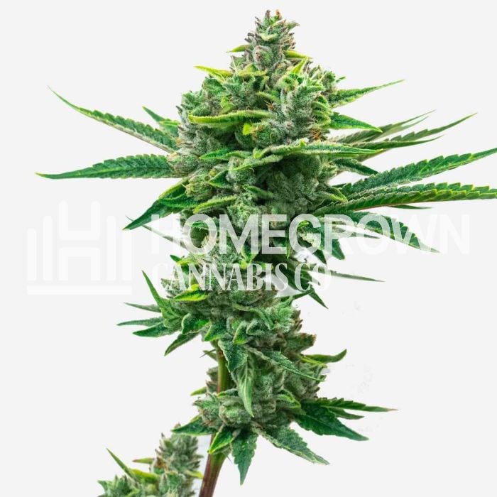 Gary Payton Autoflower Cannabis Seeds