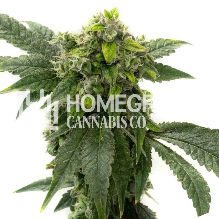 Amnesia Haze Feminized Cannabis Seeds
