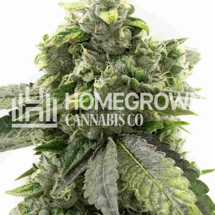 G13 Autoflower Cannabis Seeds