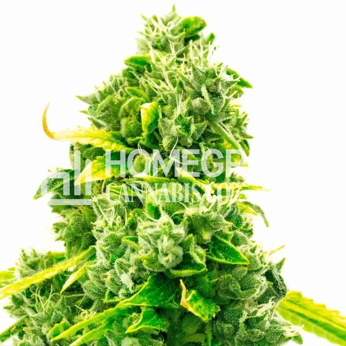 Super Silver Haze Autoflower Cannabis Seeds