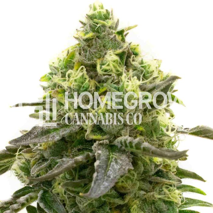 CBD Harlequin Kimbo Kush Fast Version Cannabis Seeds