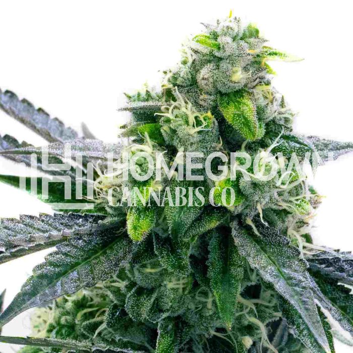 Blue Cheese Autoflower Cannabis Seeds