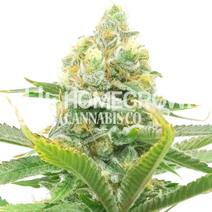 Moby Dick Autoflower Cannabis Seeds