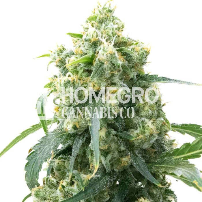 CBD Chemdog #4 (1:1) Feminized Cannabis Seeds