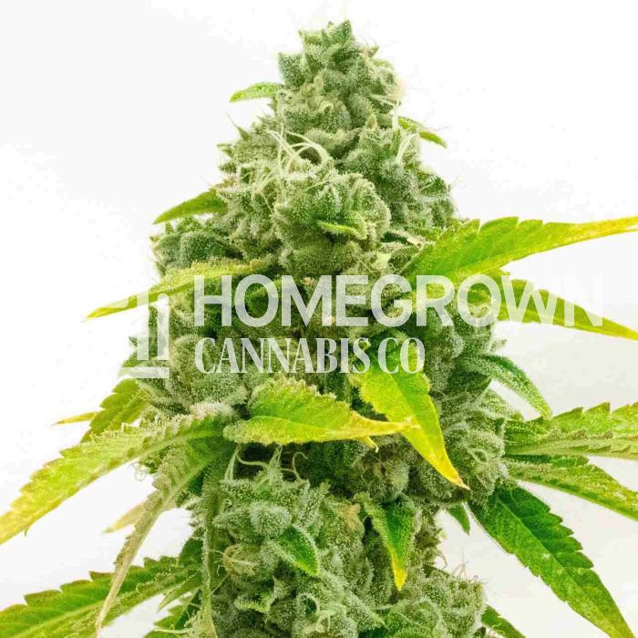 Zkittlez Autoflower Cannabis Seeds