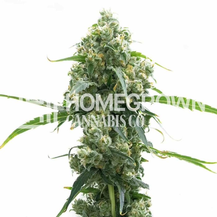 M8 Feminized Cannabis Seeds