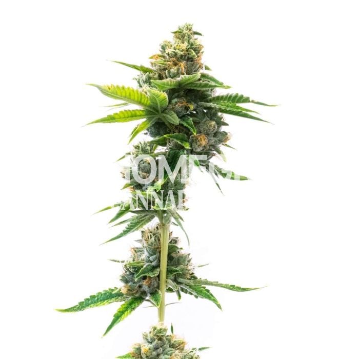 Deelite Autoflower Cannabis Seeds