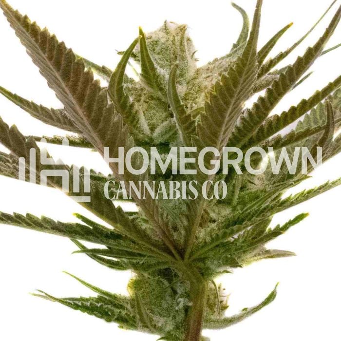 Critical Purple Autoflower Cannabis Seeds
