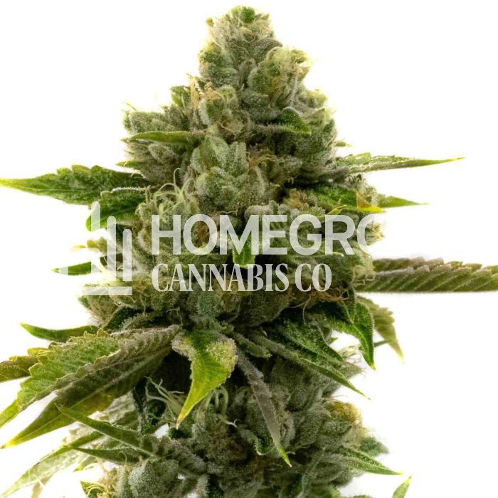 CBD Harlequin Feminized (1:9) Cannabis Seeds 