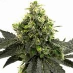 Buy Blueberry Strain Seeds Autoflower | Homegrown Cannabis Co.
