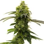 Rosetta Stone Feminized Cannabis Seeds