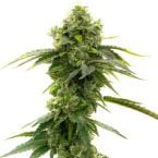 Buy Bruce Banner Seeds Feminized | Homegrown Cannabis Co.