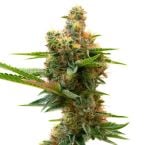 Sweet Island Feminized Cannabis Seeds