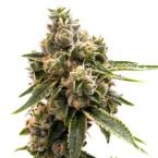 Maracuya Feminized Cannabis Seeds