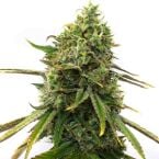 Strawberry Cough Feminized Seeds | Homegrown Cannabis Co.