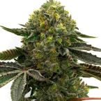 Buy Strawberry Seeds Feminized | Homegrown Cannabis Co.