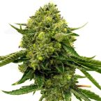 Stinking Bishop Feminized Seeds | Homegrown Cannabis Co.