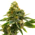 Power Plant Seeds Feminized Online | Homegrown Cannabis Co.