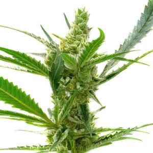CBD Kush Autoflower Cannabis Seeds