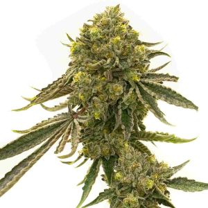 Critical + 2.0 Autoflower Cannabis Seeds