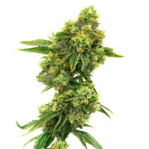 Critical Jack Feminized Cannabis Seeds