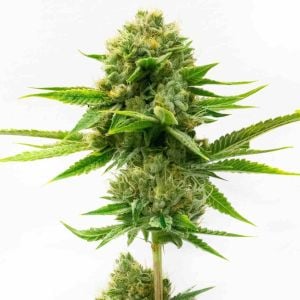 Fat Mazzy Feminized Cannabis Seeds