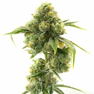 Sticky Dickie Feminized Cannabis Seeds