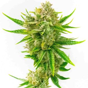 Tahoe Kush Feminized Cannabis Seeds