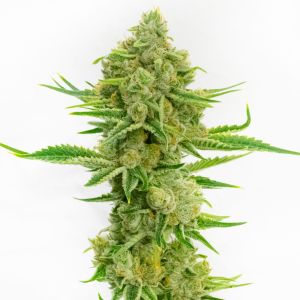 Loopy Juice Feminized Cannabis Seeds