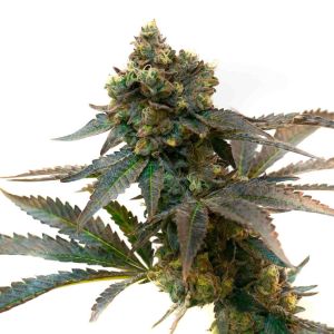 Lava Cake Feminized Cannabis Seeds