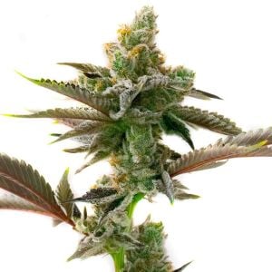 Tijuana Feminized Cannabis Seeds