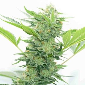 Runtz Autoflower Cannabis Seeds