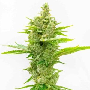 CBD Ratio 1:30 Feminized Cannabis Seeds