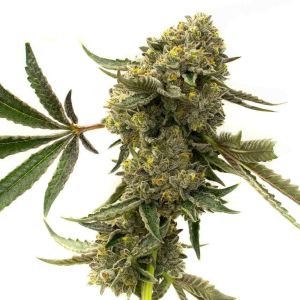 CBD Harlequin Feminized Cannabis Seeds
