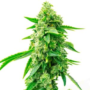 Trainwreck Feminized Cannabis Seeds