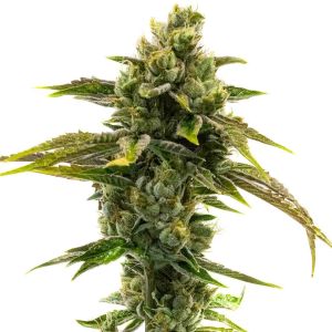 CBD Black Domina Feminized Cannabis Seeds